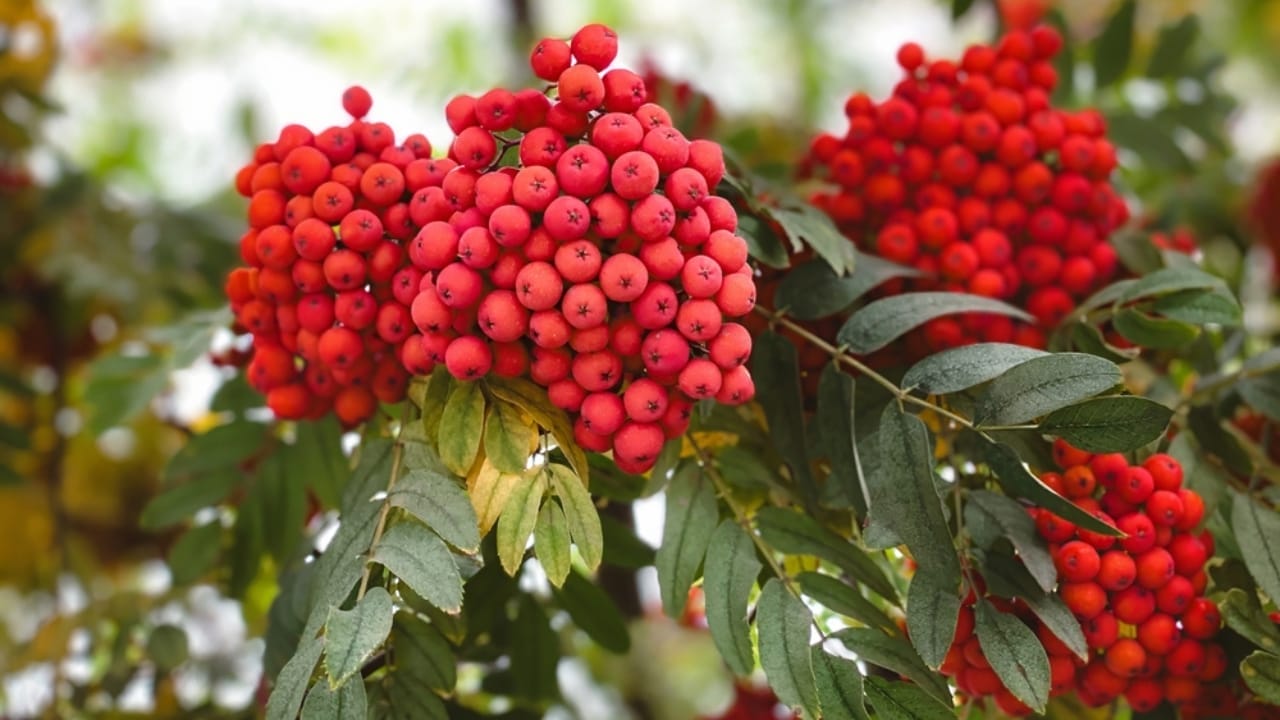 23 Flowering Plants & Herbs That Offer Food for Birds 18 23 Flowering Plants & Herbs That Offer Food for Birds - Mountain Ash trees and red rowan berries ss2414574789
