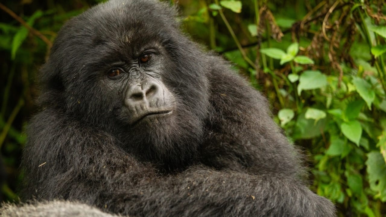 14 Wild Animals That Became Global Sensations 12 14 Wild Animals That Became Global Sensations - Mountain Gorilla ss2262933709