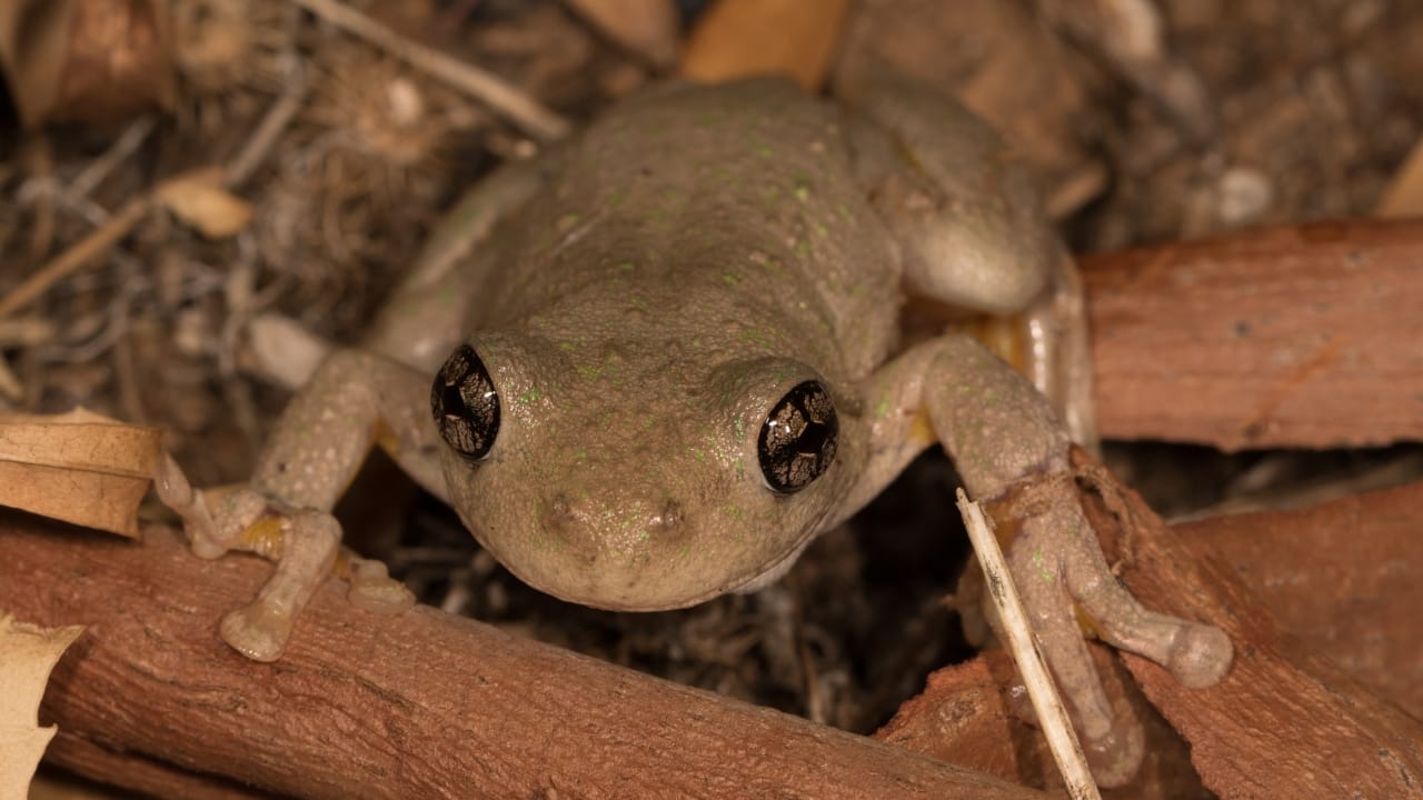Lost Species: 8 Animals That Disappeared into Extinction in 2022 4 Lost Species: 8 Animals That Disappeared into Extinction in 2022 - Mountain Mist Frog wc