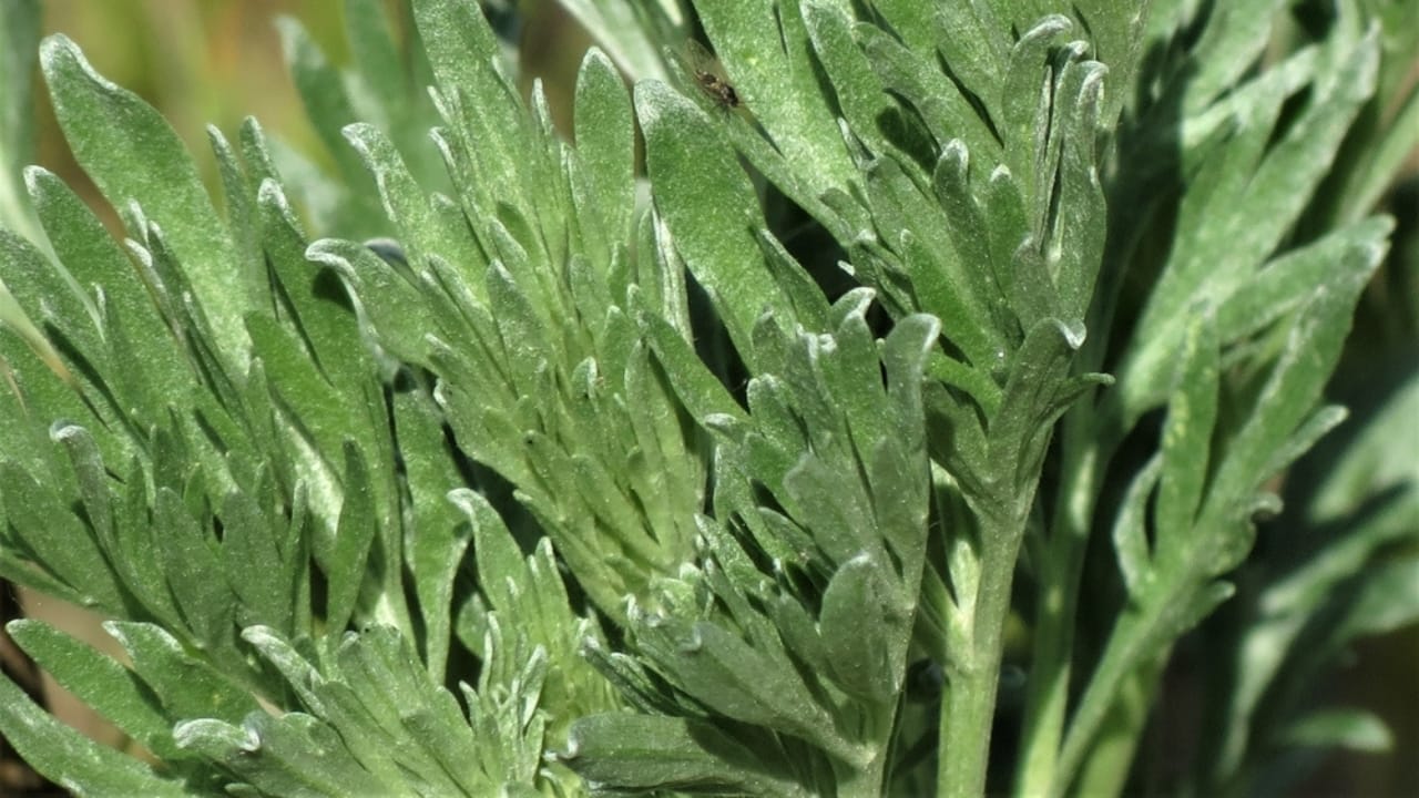 13 Plants with Deep Spiritual Meaning in Native American Cultures 13 13 Plants with Deep Spiritual Meaning in Native American Cultures - Mugwort or Artemisia vulgaris ss2457536009