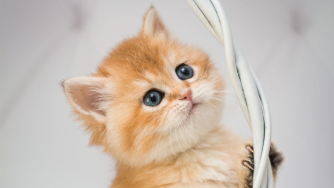 16 of The Most Eye-Catching Brown Cat Breeds 10 16 of The Most Eye-Catching Brown Cat Breeds - Munchkin cat dp262037926