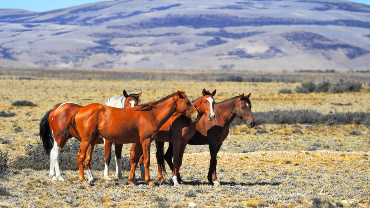 12 Lightning-Fast Horse Breeds That Were Born to Race 9 12 Lightning-Fast Horse Breeds That Were Born to Race - Mustangs dp46475515