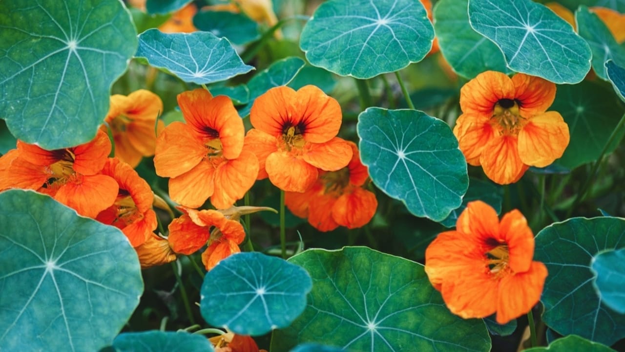 15 Gorgeous Poolside Plants That Repel Wasps and Bees 12 15 Gorgeous Poolside Plants That Repel Wasps and Bees - Nasturtium Plant ss2194514817