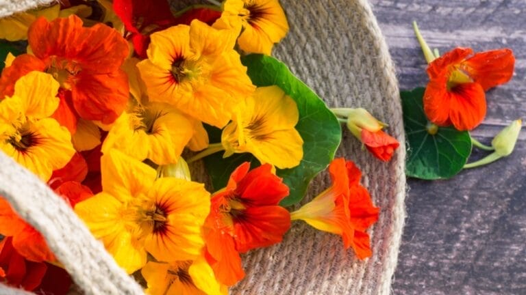 The Easy-to-Grow Edible Flower Loaded with Nutritional Benefits - Nasturtium flower ss2369626165