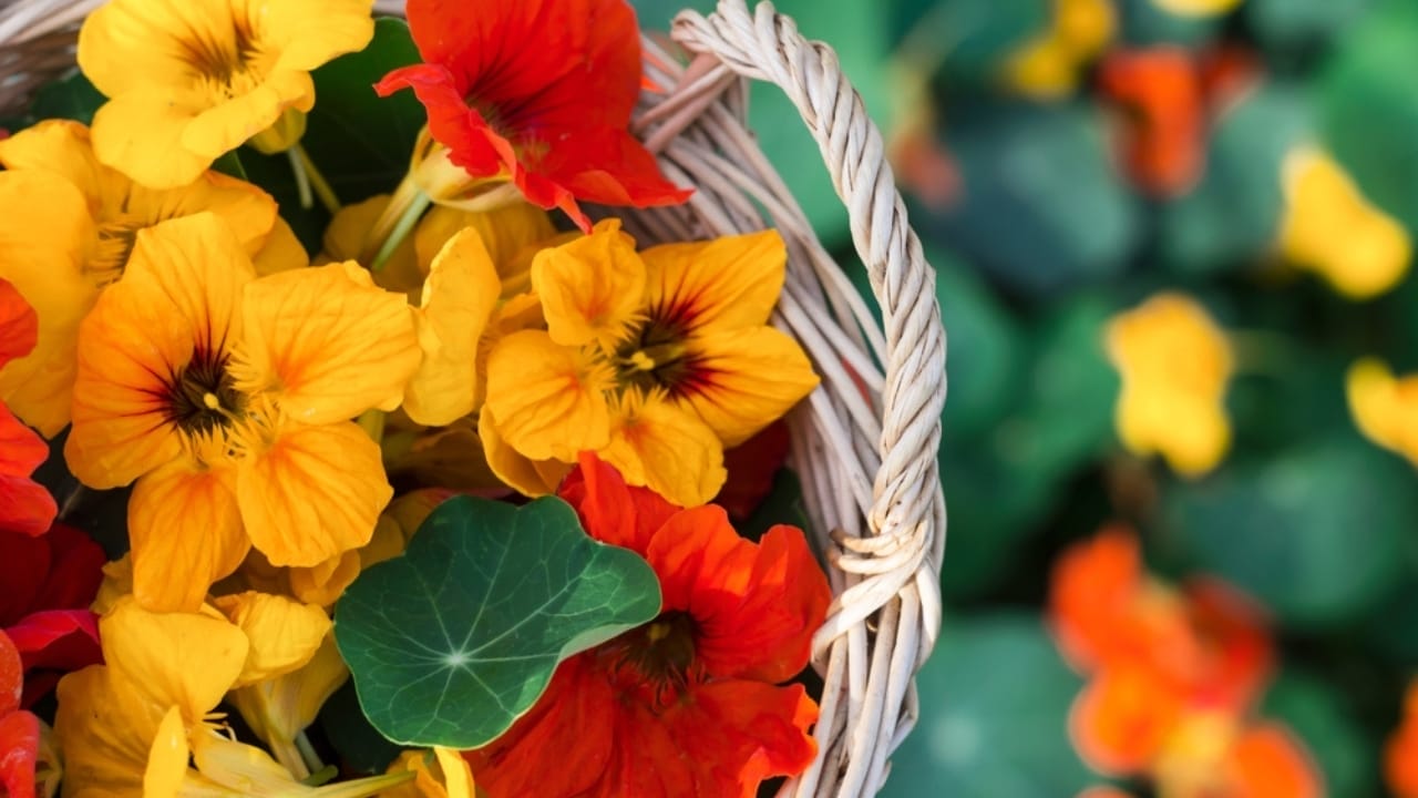 The Easy-to-Grow Edible Flower Loaded with Nutritional Benefits - Nasturtium flower ss2437062881