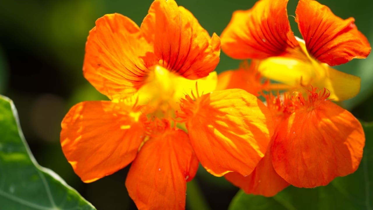 The Easy-to-Grow Edible Flower Loaded with Nutritional Benefits - Nasturtiums dp325266882