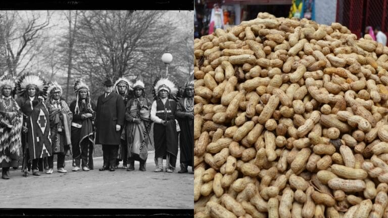 The Forgotten Superfood That Saved the Pilgrims 8 The Forgotten Superfood That Saved the Pilgrims - Native Americans wc groundnut ss2489493897