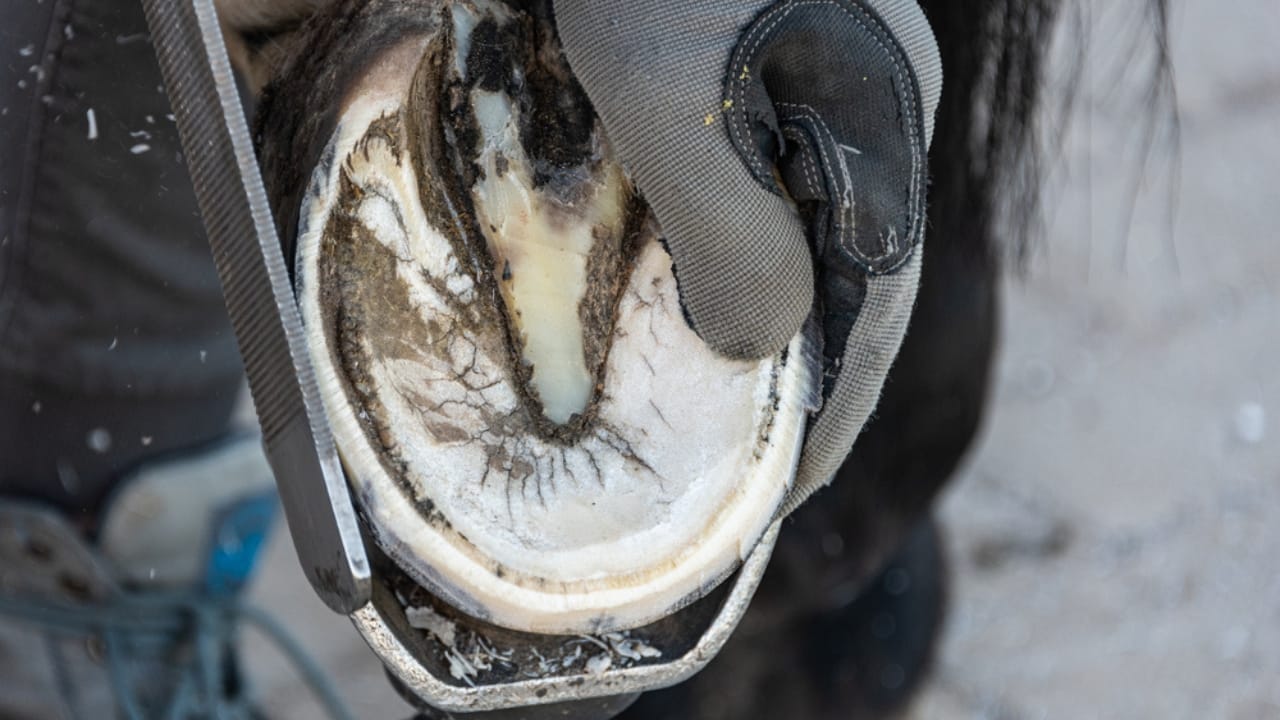 15 Ways Miniature Horses Prove They’re the Cutest with the Biggest Hearts 11 15 Ways Miniature Horses Prove They’re the Cutest with the Biggest Hearts - Natural hoof trimming ss1972312859