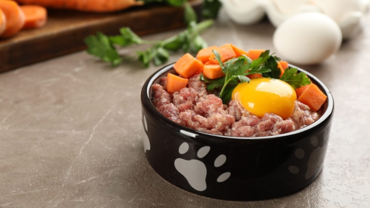 18 Ways to Help Your Senior Cat Thrive in Their Golden Years 4 18 Ways to Help Your Senior Cat Thrive in Their Golden Years - Natural pet food in feeding bowl ss2192563719