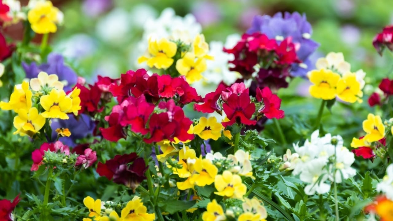 15 Fall Flowers That Attract Pollinators & Add Color 16 15 Fall Flowers That Attract Pollinators & Add Color - Nemesia ss2314616167
