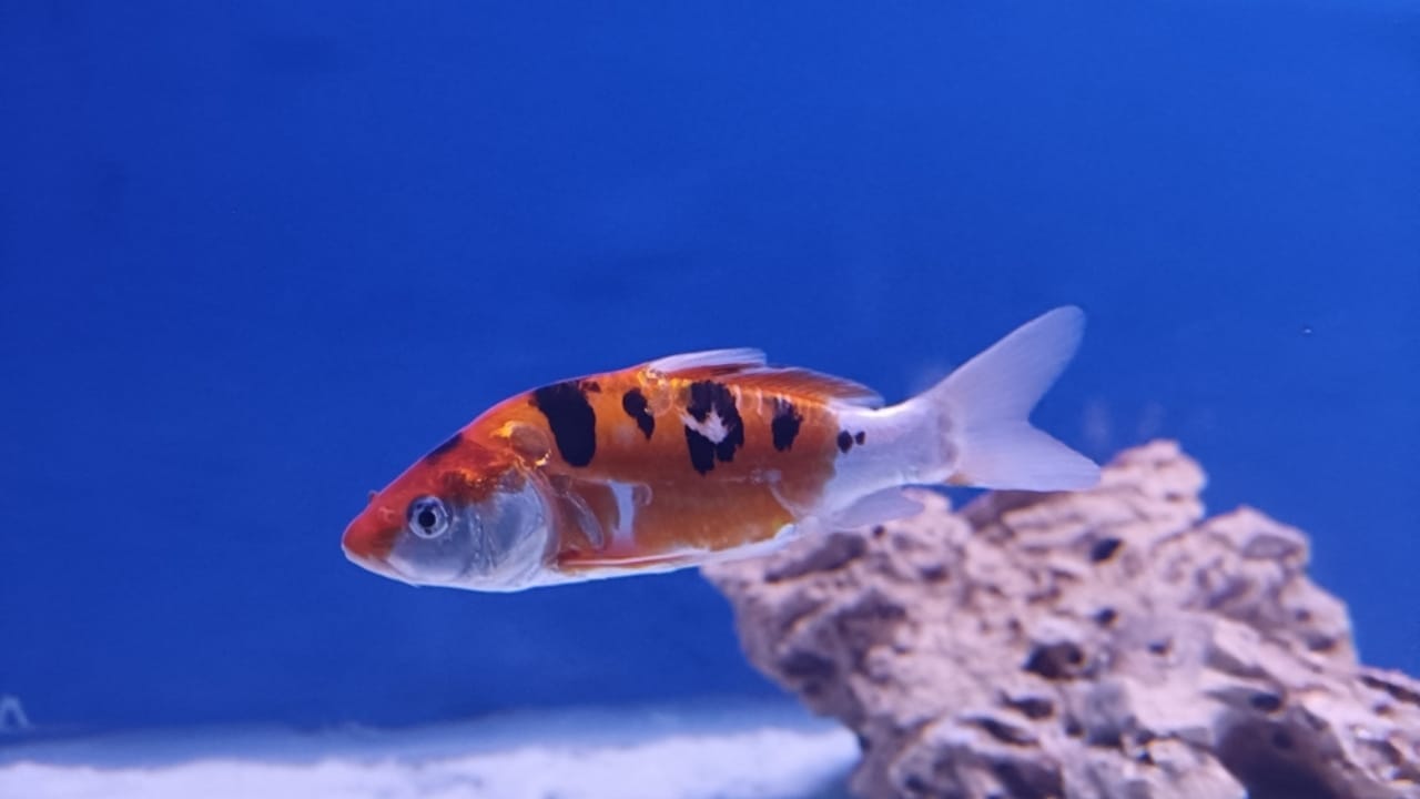 15 Beautiful Guppy Varieties to Brighten Your Aquarium 16 15 Beautiful Guppy Varieties to Brighten Your Aquarium - Neon Guppies ss2467154393