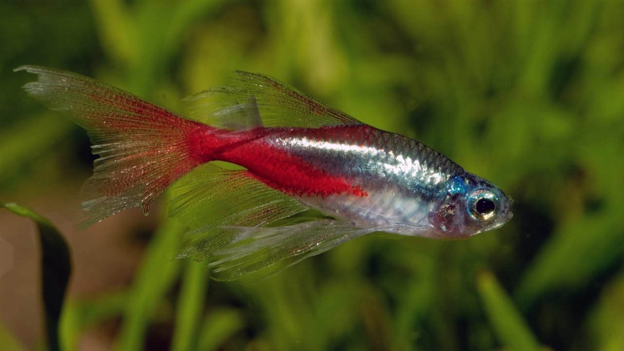 15 of the World's Prettiest Fish Species 12 15 of the World's Prettiest Fish Species - Neon Tetra dp61121895