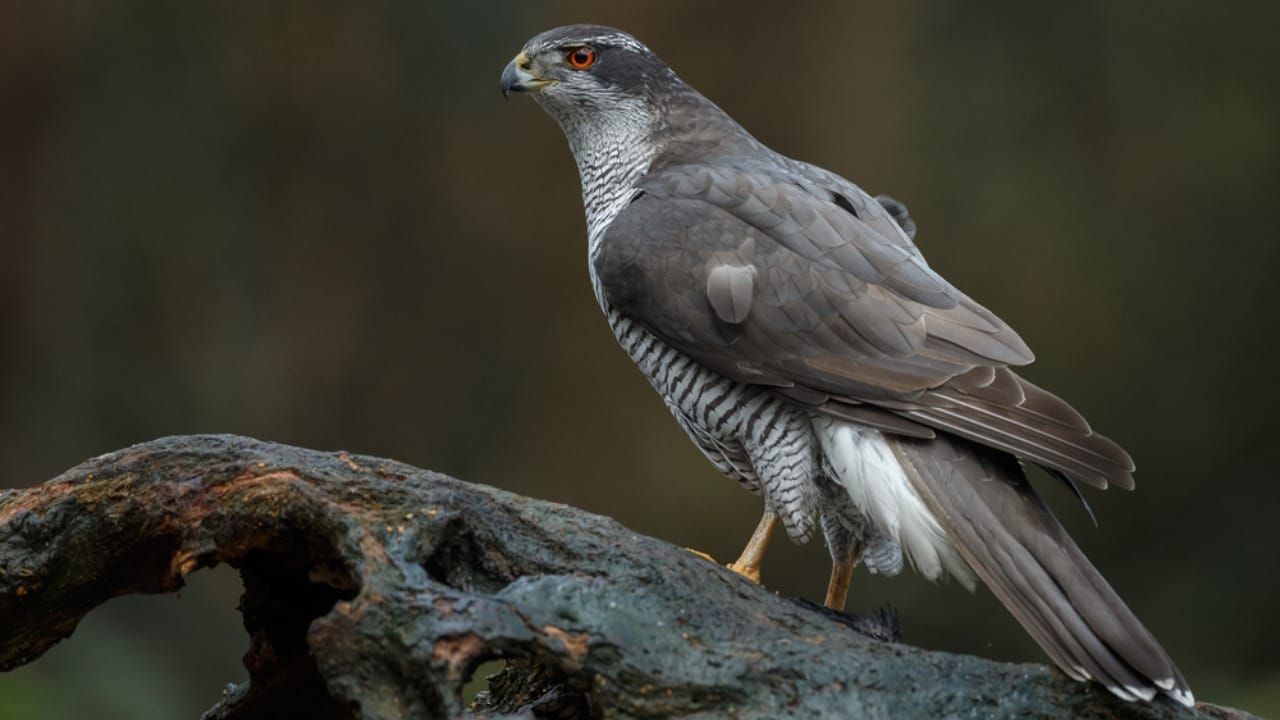 10 Stealthy Predators Hunting Hawks in the Wild 4 10 Stealthy Predators Hunting Hawks in the Wild - Northern Goshawk dp330454446