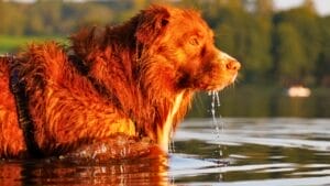 7 Unique Traits of Nova Scotia Duck Tolling Retrievers & How Their Dance Captures Ducks Attention 1 7 Unique Traits of Nova Scotia Duck Tolling Retrievers & How Their Dance Captures Ducks Attention - Nova Scotia Duck Tolling Retriever ss2510055905