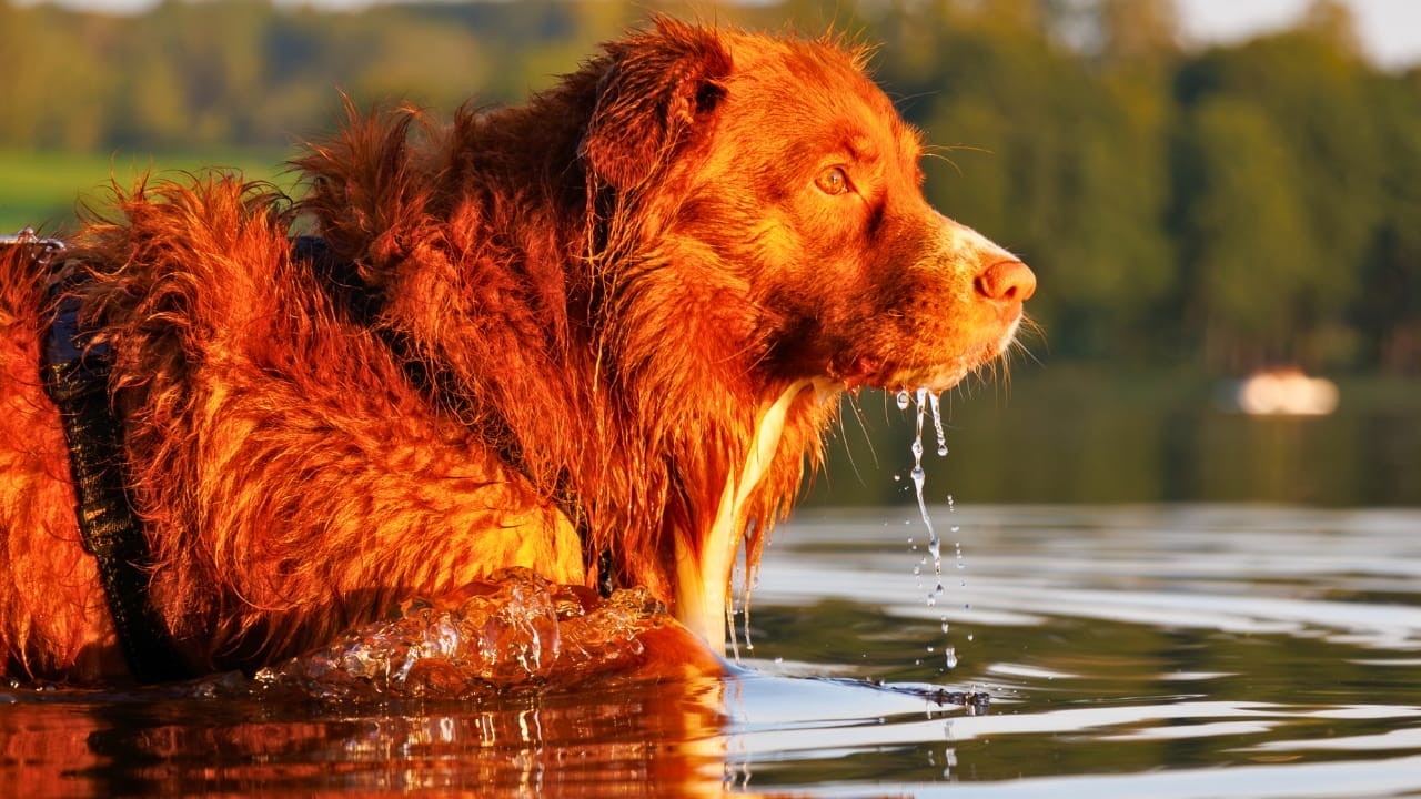 Meet the New Dog Breeds the AKC Has Recognized Since 2000 5 Meet the New Dog Breeds the AKC Has Recognized Since 2000 - Nova Scotia Duck Tolling Retriever ss2510055905