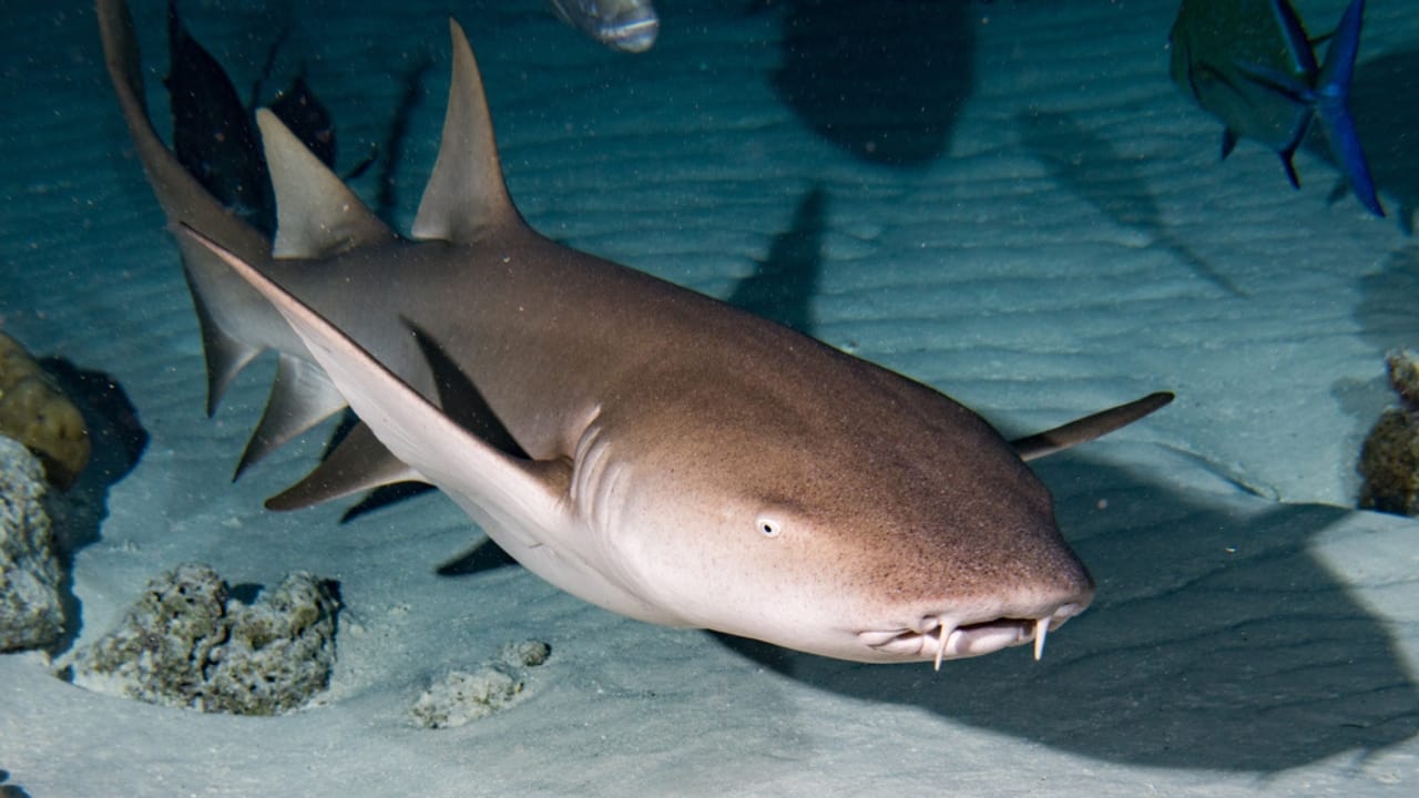 The 10 Most Dangerous Sharks Lurking in Our Oceans 11 The 10 Most Dangerous Sharks Lurking in Our Oceans - Nurse Shark dp99722956