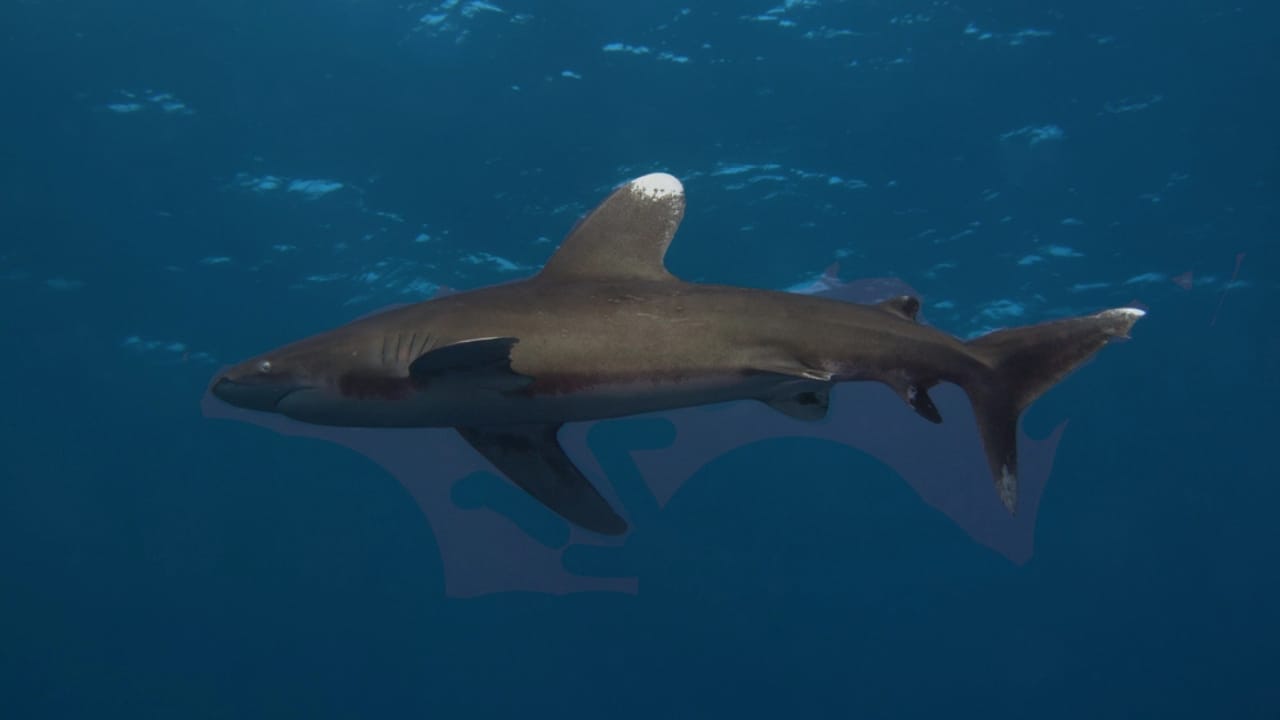 The 10 Most Dangerous Sharks Lurking in Our Oceans 5 The 10 Most Dangerous Sharks Lurking in Our Oceans - Oceanic Whitetip Shark dp43549083