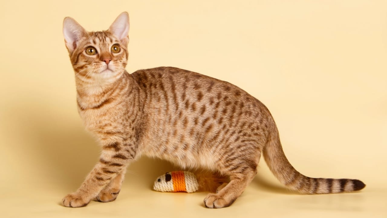 Find Your Perfect Ginger Companion from These 15 Orange Cat Breeds 13 Find Your Perfect Ginger Companion from These 15 Orange Cat Breeds - Ocicat dp224970350