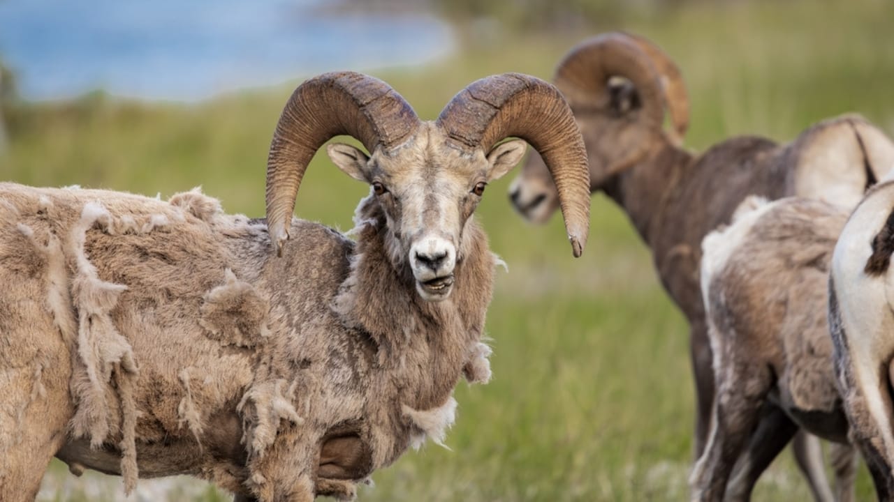 16 Things That Make Bighorn Sheep Way More Impressive Than You Think 13 16 Things That Make Bighorn Sheep Way More Impressive Than You Think - Old bighorn sheep ram ss2366466121