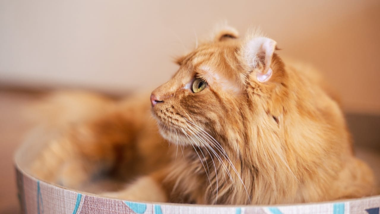 Curled Ears, Straight-Up Charm, The American Curl Might Be Your Purrfect Match 4 Curled Ears, Straight-Up Charm, The American Curl Might Be Your Purrfect Match - Orange american curl cat ss1480376414