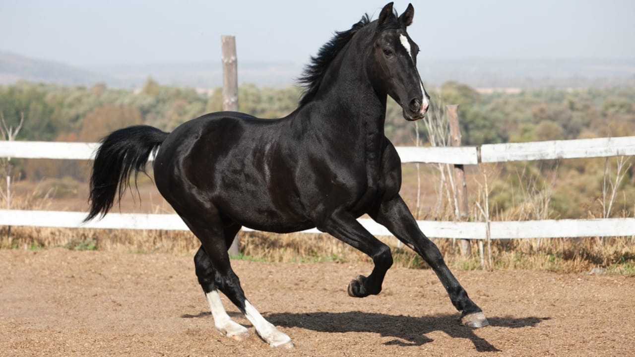 15 Top Racing Horse Breeds That Redefine Track Dominance 14 15 Top Racing Horse Breeds That Redefine Track Dominance - Orlov Trotter horse ss1878136681