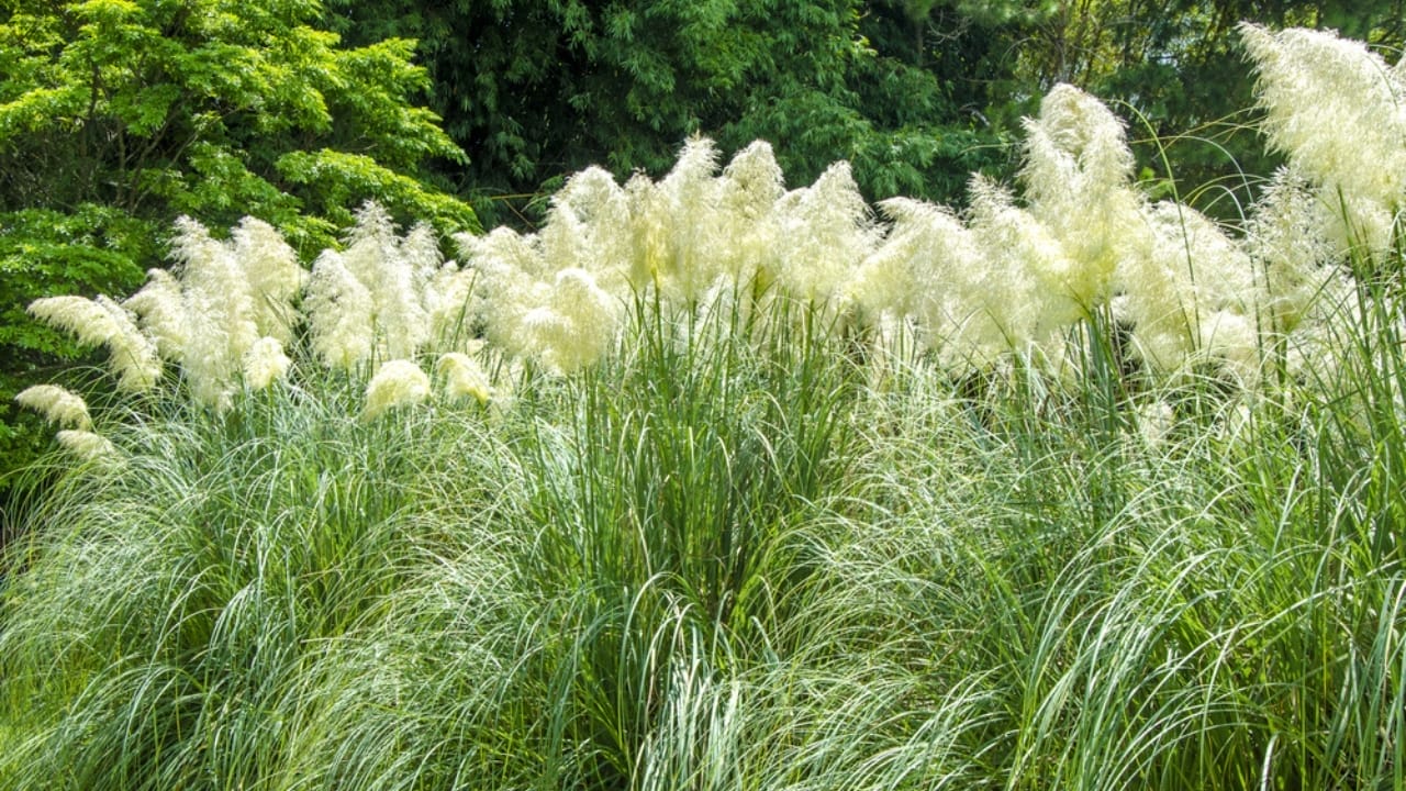 15 Perennials You Should Avoid Cutting in the Fall 9 15 Perennials You Should Avoid Cutting in the Fall - Ornamental Grasses dp72982729