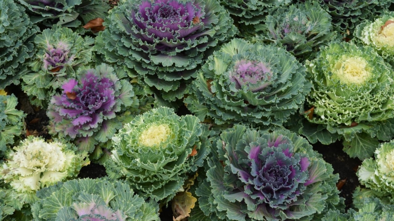 10 Veggies That are Actually Healthier Frozen Than Fresh 10 10 Veggies That are Actually Healthier Frozen Than Fresh - Ornamental Kale ss2457895581