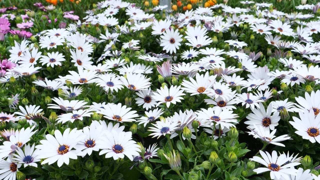 22 Fabulous Flowers to Grow in Container Gardens 18 22 Fabulous Flowers to Grow in Container Gardens - Osteospermum ss2511608083