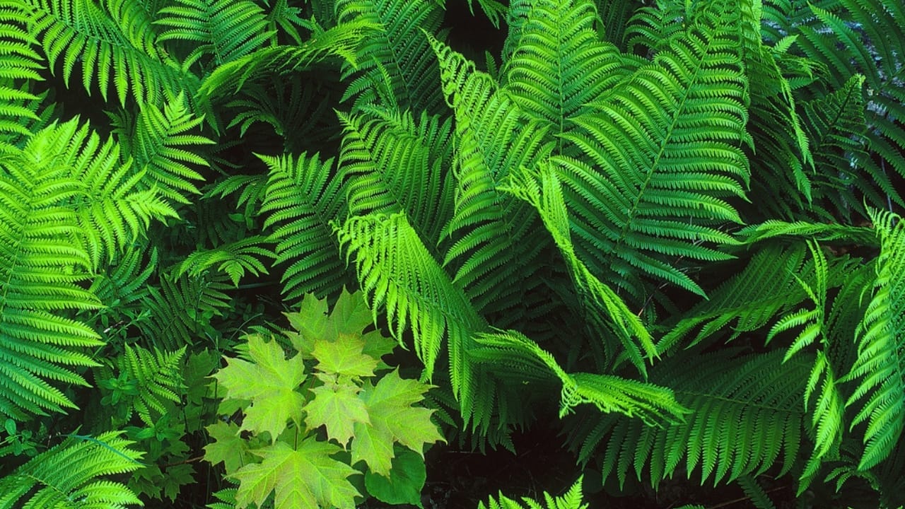 15 Weed-Busting & Drought-Proof Plants That Pull Double Duty 17 15 Weed-Busting & Drought-Proof Plants That Pull Double Duty - Ostrich ferns dp321264964