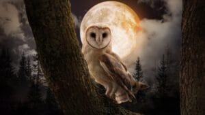15 Animals That Come to Life After Dark 1 15 Animals That Come to Life After Dark - Owl on tree ss1854568636