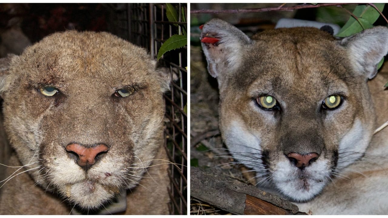 14 Wild Animals That Became Global Sensations 14 14 Wild Animals That Became Global Sensations - P 22 Mountain Lion wc