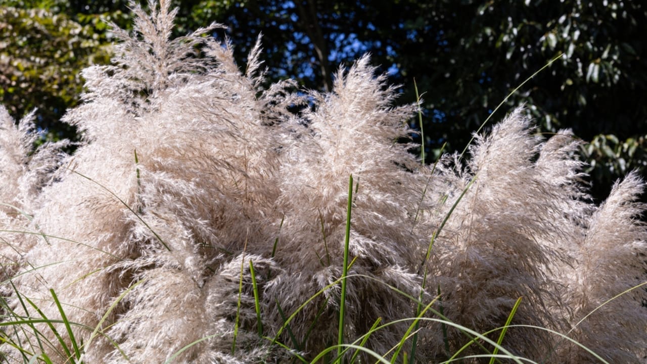 Beware of These 15 Plants—They'll Quickly Become Your Worst Enemies 10 Beware of These 15 Plants—They'll Quickly Become Your Worst Enemies - Pampas Grass dp688382936