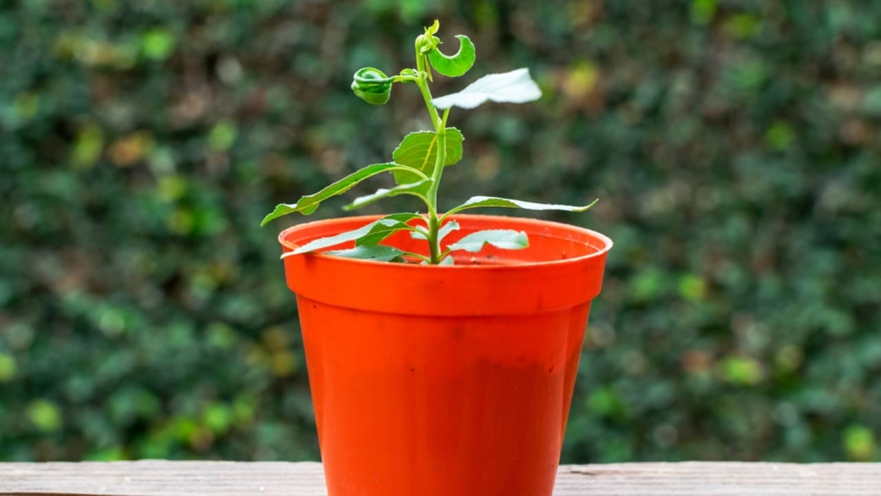 How to Turn a Peach Pit into a Thriving, Fruit-Bearing Tree 4 How to Turn a Peach Pit into a Thriving, Fruit-Bearing Tree - Peach seedling growing in orange pot ss1961537614