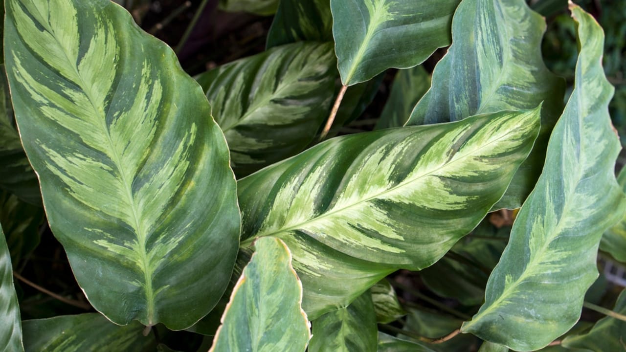 Forget Tiny Succulents— These 12 Big-Leaved Beauties are Taking Over Homes 9 Forget Tiny Succulents— These 12 Big-Leaved Beauties are Taking Over Homes - Peacock Plant dp499565556