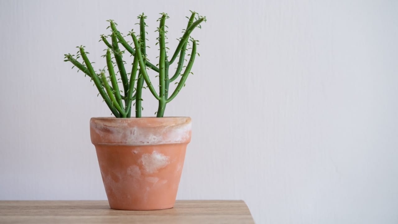 10 Colorful Succulents to Brighten Your Fall & Winter 10 10 Colorful Succulents to Brighten Your Fall & Winter - Pencil Cactus ss2091197899