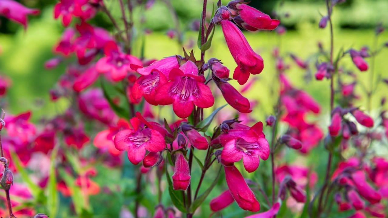 20 Perennial Flowers that Keep Your Garden Alive from Spring to Fall - Penstemon ss1799261932