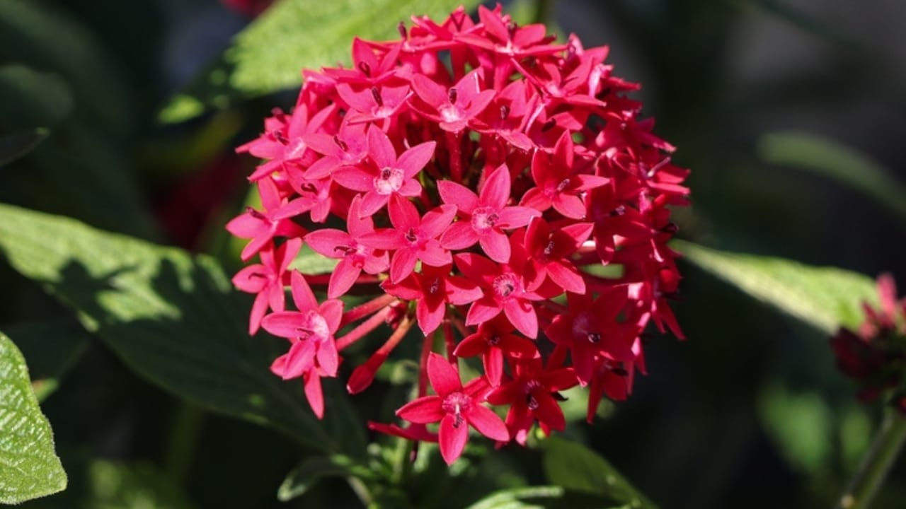 15 Heat Hardy Flowers That Thrive in Scorching Weather 7 15 Heat Hardy Flowers That Thrive in Scorching Weather - Pentas flower ss2470771473