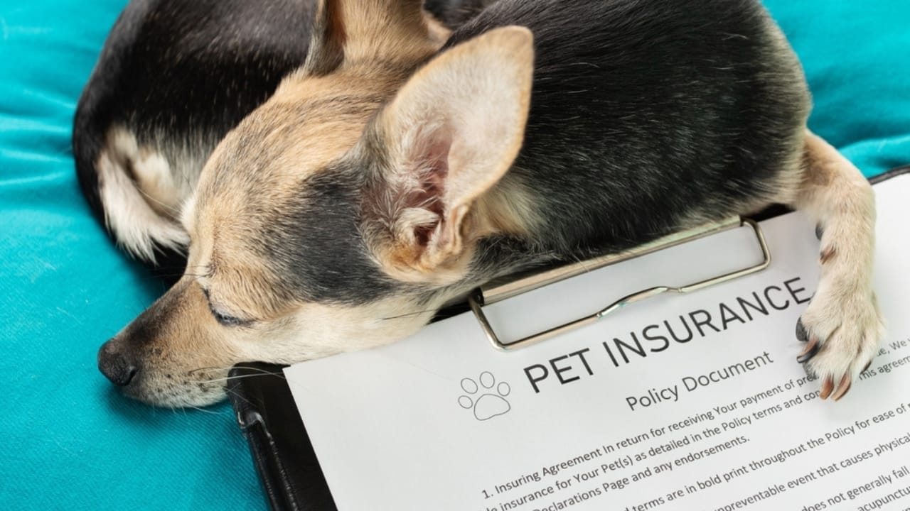 Suze Orman Shares the Top 12 Estate Planning Strategies Every American Should Know 12 Suze Orman Shares the Top 12 Estate Planning Strategies Every American Should Know - Pet Insurance and sleeping dog ss2317771479