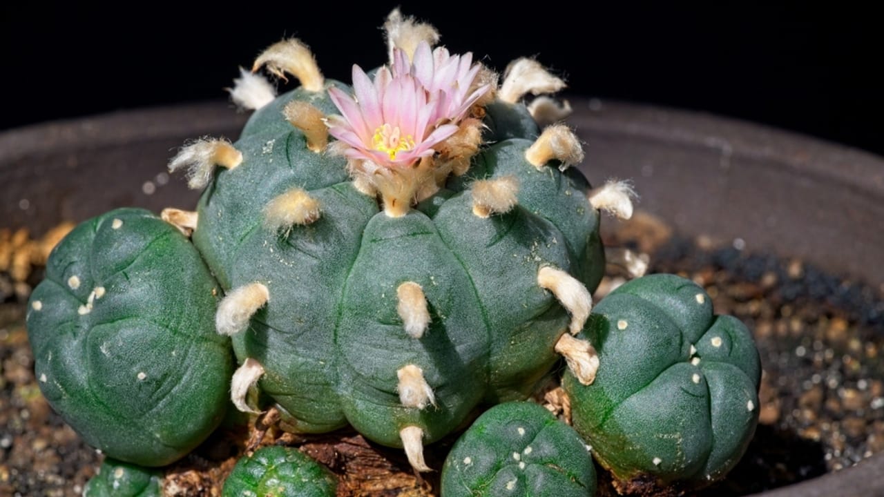 13 Plants with Deep Spiritual Meaning in Native American Cultures 7 13 Plants with Deep Spiritual Meaning in Native American Cultures - Peyote Cactus or Lophophora williamsii ss2388309537