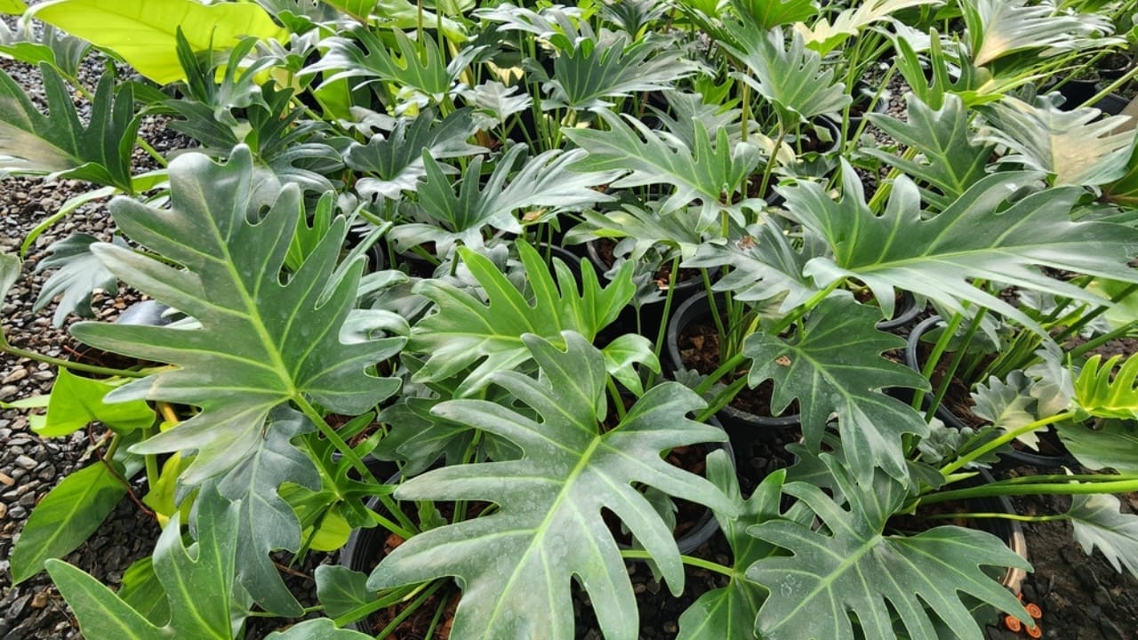 Forget Tiny Succulents— These 12 Big-Leaved Beauties are Taking Over Homes 8 Forget Tiny Succulents— These 12 Big-Leaved Beauties are Taking Over Homes - Philodendron Xanadu dp645414842