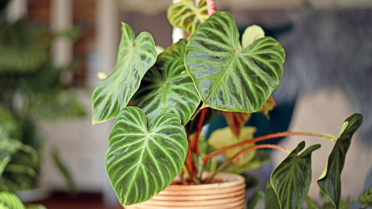 Forget Tiny Succulents— These 12 Big-Leaved Beauties are Taking Over Homes 14 Forget Tiny Succulents— These 12 Big-Leaved Beauties are Taking Over Homes - Philodendron gloriosum dp472297532