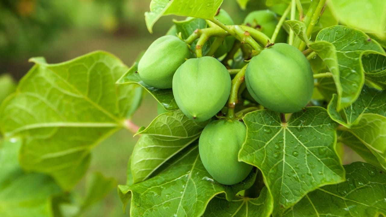 The World’s 14 Most Dangerous & Deadly Trees 14 The World’s 14 Most Dangerous & Deadly Trees - Physic Nut dp312966698