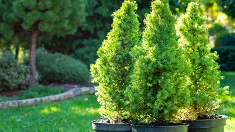 Landscaping Pros Swear by the Rule of Three—Here’s How to Apply It to Your Garden 2 Landscaping Pros Swear by the Rule of Three—Here’s How to Apply It to Your Garden - Picea glauca conica seedlings ss2374799399