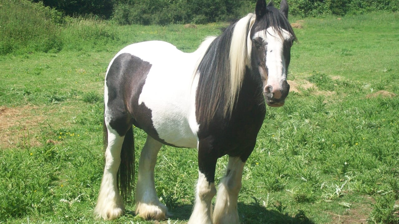 A Closer Look at Horse Colors: From Uncommon Shades to Everyday Favorites - Piebald hors at Chesfield wc