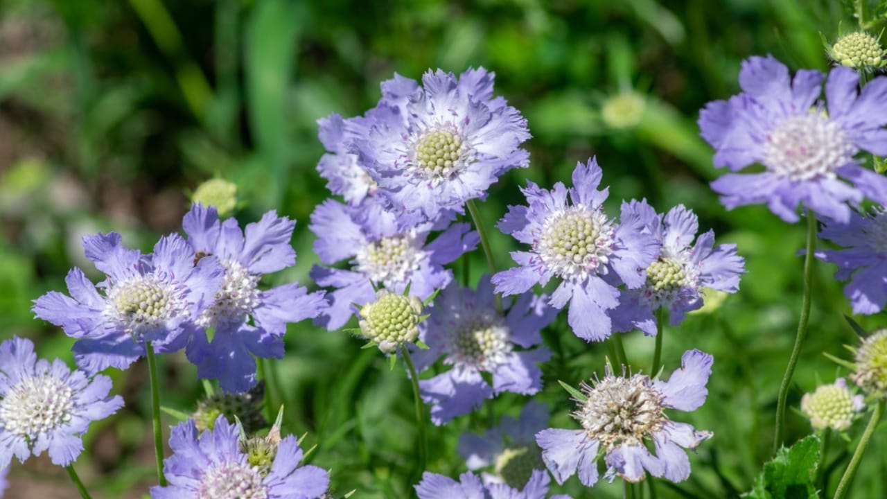Say Goodbye to Dull Gardens: 22 Perennials That Bloom All Season Long 9 Say Goodbye to Dull Gardens: 22 Perennials That Bloom All Season Long - Pincushion Flower ss1841442121