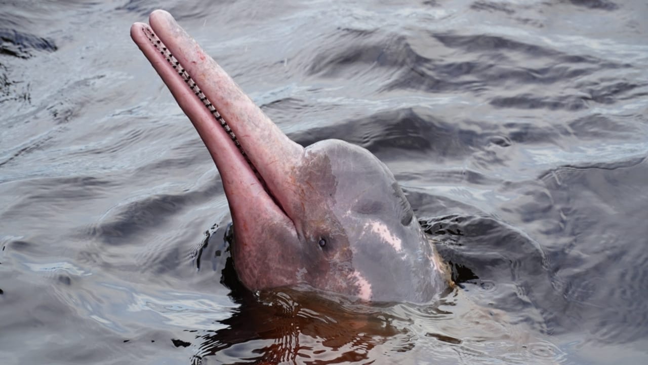 The 15 Weirdest Animals Living in the Rainforest 2 The 15 Weirdest Animals Living in the Rainforest - Pink Amazon River Dolphin ss2266136031