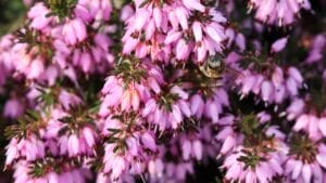 12 Shade-Loving Shrubs That Burst into Bloom During Fall & Winter 1 12 Shade-Loving Shrubs That Burst into Bloom During Fall & Winter - Pink Erica Carnea flowers ss1695373495