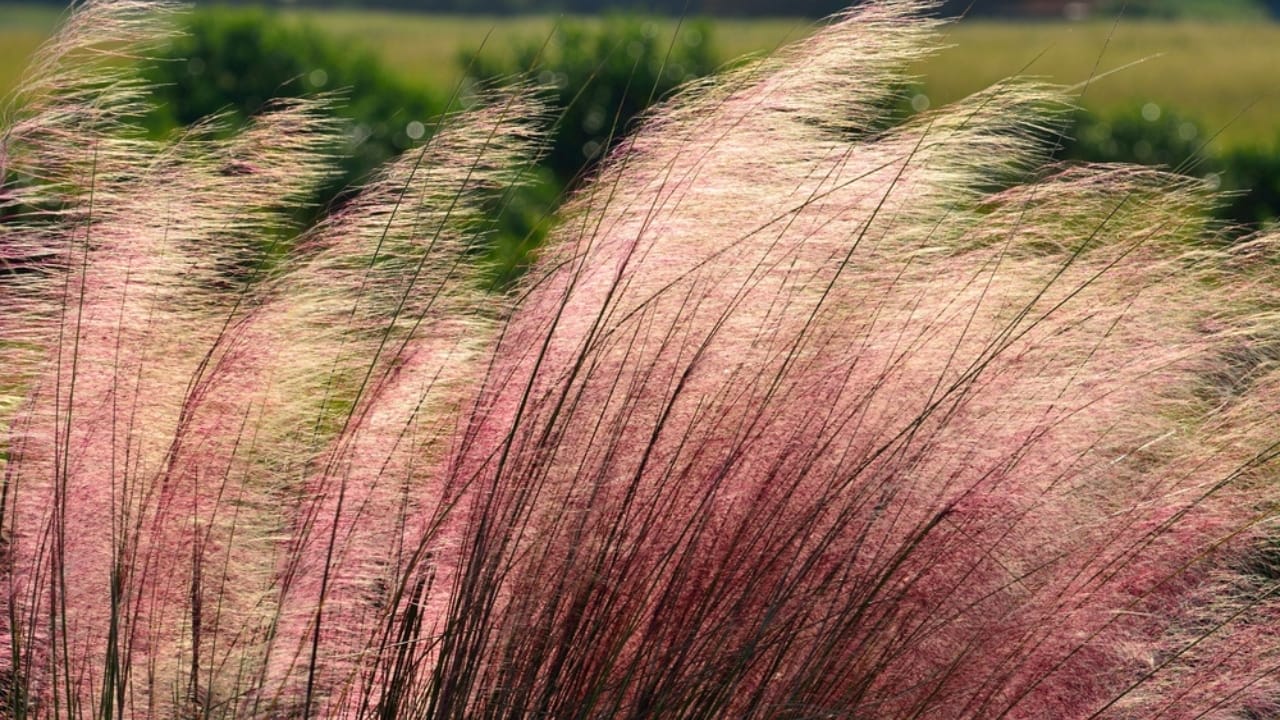 14 Fairytale Plants to Make Your Garden Magical 15 14 Fairytale Plants to Make Your Garden Magical - Pink Muhly Grass dp216242690