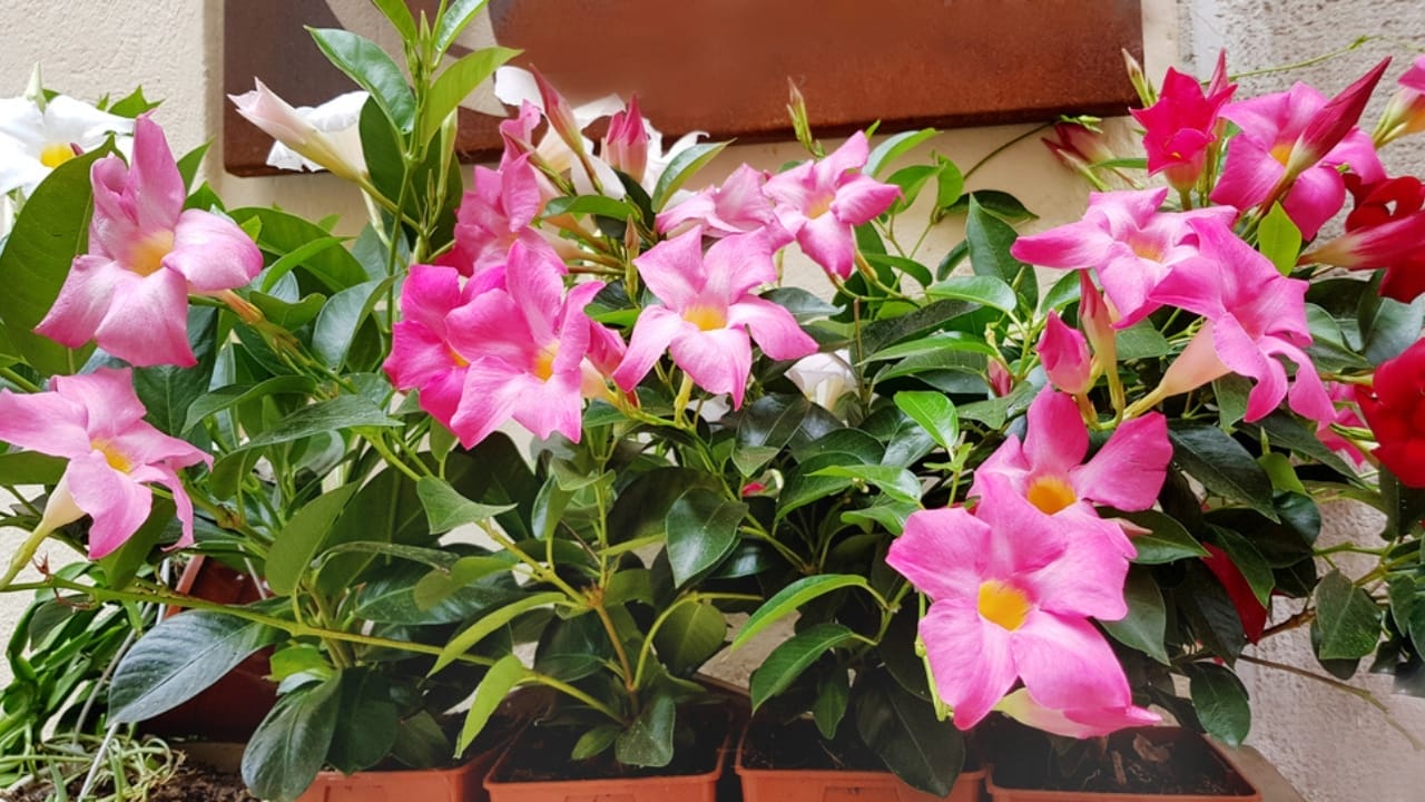 Growing Mandevilla Made Easy: Tips for Care & Maintenance 4 Growing Mandevilla Made Easy: Tips for Care & Maintenance - Pink mandevilla dp334558736