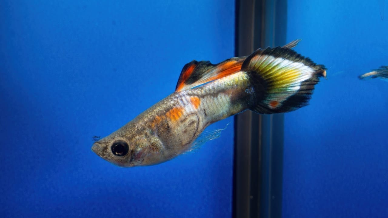 15 Beautiful Guppy Varieties to Brighten Your Aquarium 14 15 Beautiful Guppy Varieties to Brighten Your Aquarium - Pintail Guppies ss1917691385